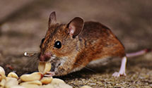 24 Hour & Emergency Exterminators in White House Station, NJ
